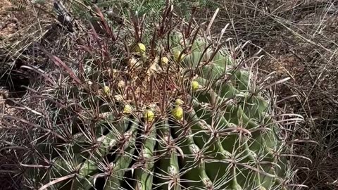 Ferocactus - The Fierce Cactus I'm tracking the blooms