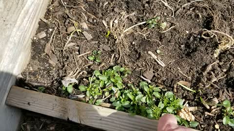 Direct Sowing Spinach 3-15-2022