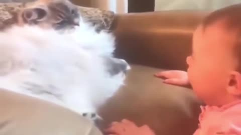 Hilarious cat slap XD