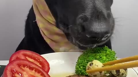 Dog food time enjoy