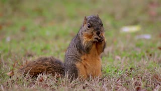 Smart Squirrel Explores Ground For Some Nuts