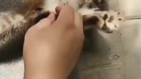cat doesn’t care if you are smart or dumb