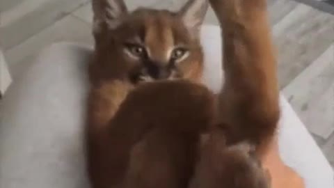 Baby caracal cute