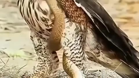 Fatal Encounter Eagle vs Snake|Sky Prey against CrawlingPrey