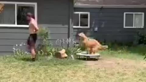 This Dog Just Loves His Trampoline