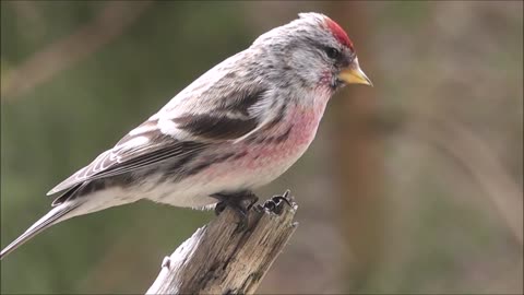 Wonderful video of a beautiful bird on a tree branch