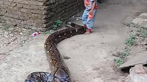 Parents Film Their Toddler Playing With A Giant Python