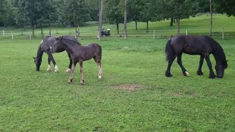 Spoons the orphaned foal loving life at 2.5 months old