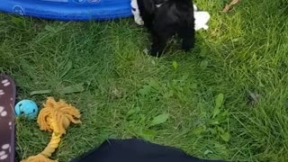 Dog Playing With His Big Toys OutDoors