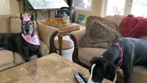 Cat joins Great Danes in singing the Happy Birthday song