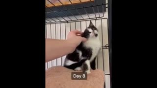 Homeless kitten Found his home