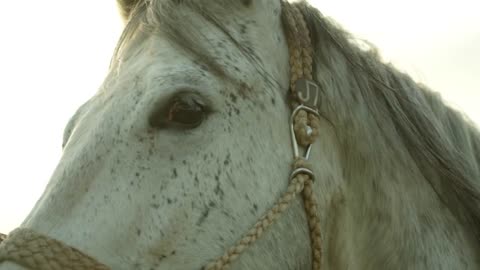 Beautiful White Horse, Closeup