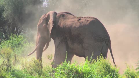 Adorable Giant African Elephant giving himself a dustbirth in the middle of the Jungle