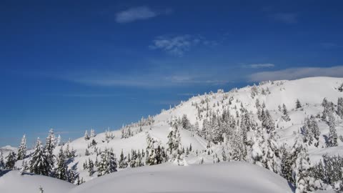 Hill covered with snow and pine