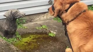Golden retriever looking at dog statue