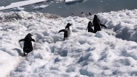 A family of penguins hunt for food together