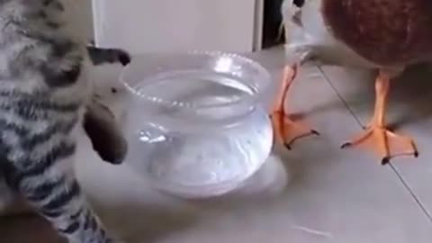 Cat smacks Duck for drinking water Funny Animals