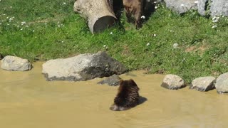 Bears playing in a pool in the wildlife park The Caves of Han