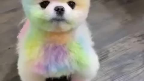 Very cute puppy 🐷