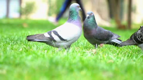 Pigeons On The Green Grass