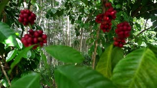 coffee plant at home