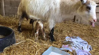 Newborn baby goats search for nipples to suckle