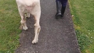 Sheep Dog Goes For a Walk