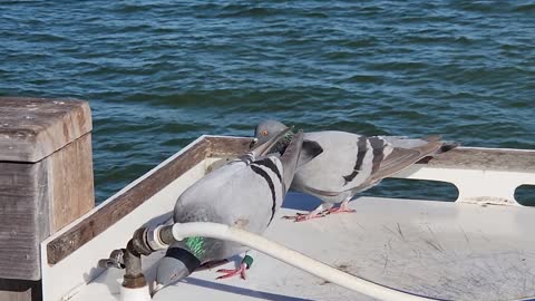 Doves drink water from hose on pier