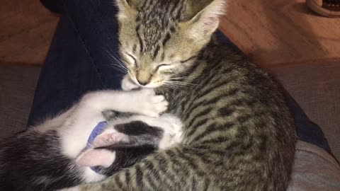 Kitten suckles on his brother for comfort