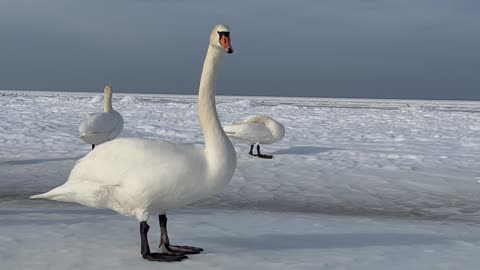 Pelican bird Animals Avian Bevy Birds Cold Freezing Frosty Frozen Icy