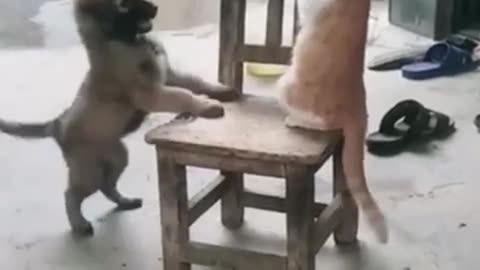 Funny animal videos | Funniest Dogs And Cats Videos 😂 | Best Funny Animal Videos 2023