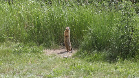 montana two ground squirrels