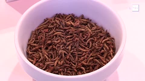 Harina de insectos contra la escasez alimentaria - Insect meal against food shortages