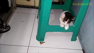 anak kucing bermain dan bermain