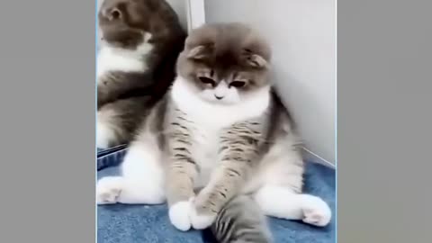 Best funny cat videos 😸 Try not to laugh😍