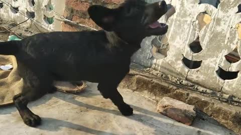 Dog 🐕 very funny videos