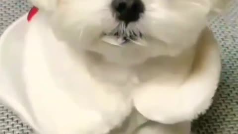 Cute Puppy 🤩🐶