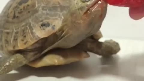 Turtle 🐢 eating strawberry
