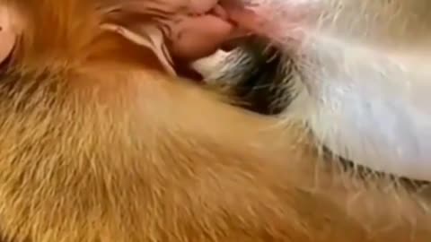 Cute monkey feeding time