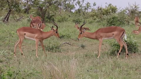 Impala Rams Fighting jungle
