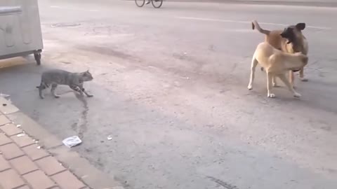 funny animals video | Cat and Dogs fight