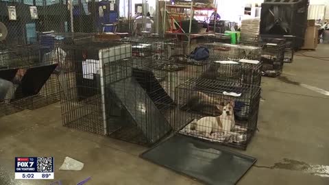 Austin Animal Center over capacity with more than 700 animals in its care FOX 7 Austin