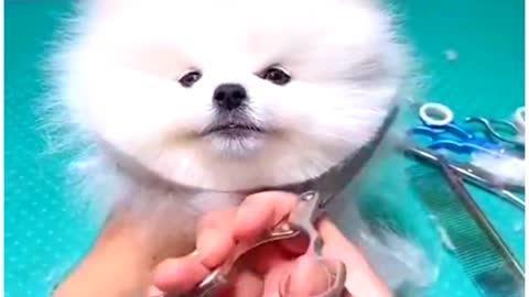 cute & funny dog |tik tok funny dog #shorts