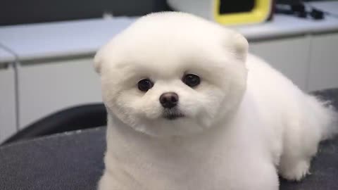 Teddy bear-style dog pet puppy and pomeranian grooming