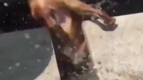Funny dog video 😂 | funny animal videos 🤣