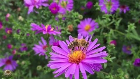 Bees pollinate over flowers