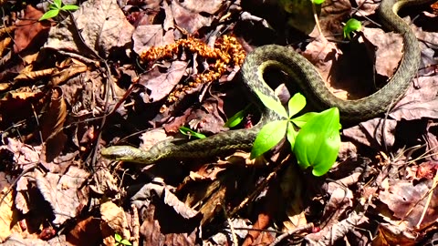 Garter Snake