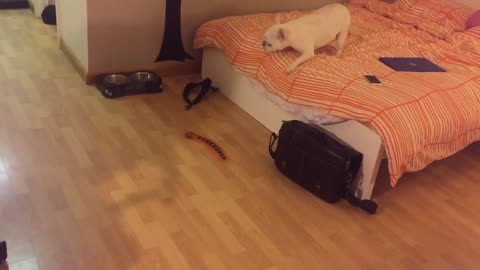 French Bulldog challenges foot-long centipede