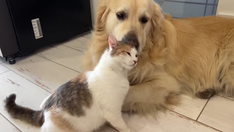 Golden Retriever Taking Care of a Pregnant Cat