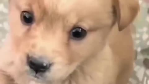 Angry cute puppy